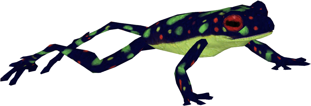 Rainbow Toad - Frog (1019x1019)