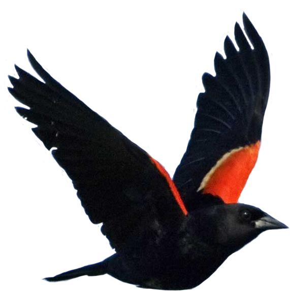 Blackbird - Red Winged Blackbird Png (767x615)