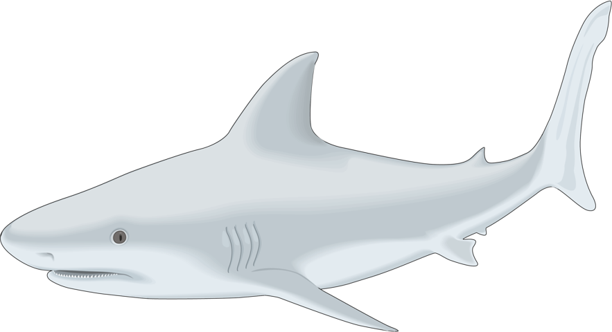 Sharks-clipart - Clip Art (883x480)