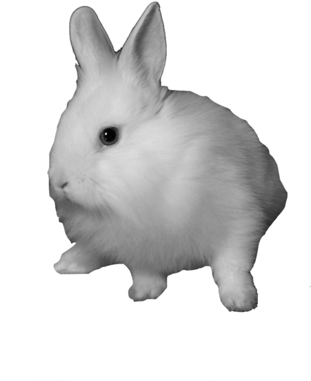 Domestic Rabbit Snowshoe Hare Clip Art - White Rabbit Transparent (500x617)