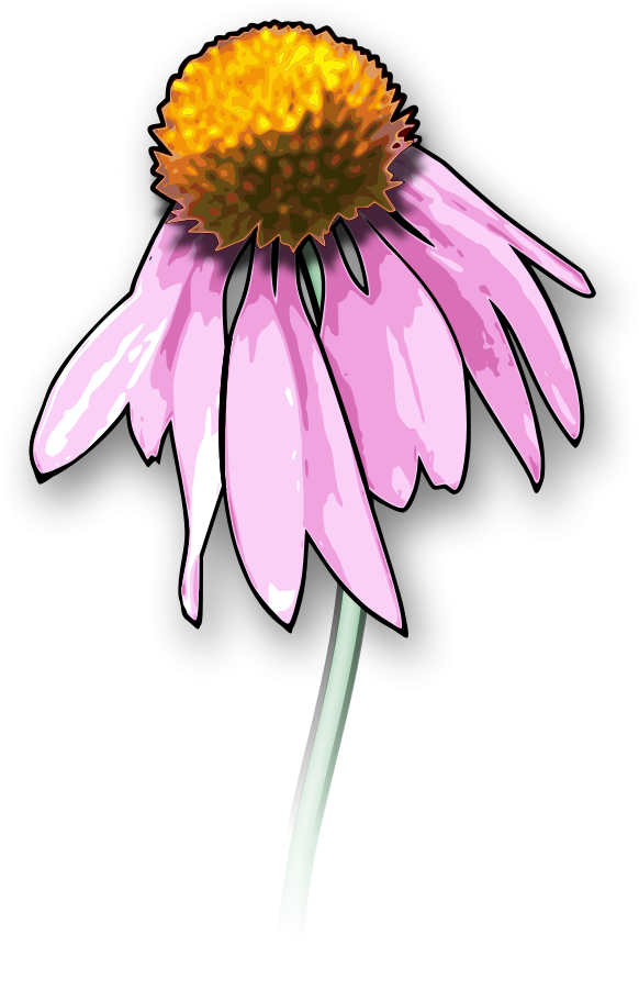 Get Notified Of Exclusive Freebies - Draw A Dead Flower (603x900)