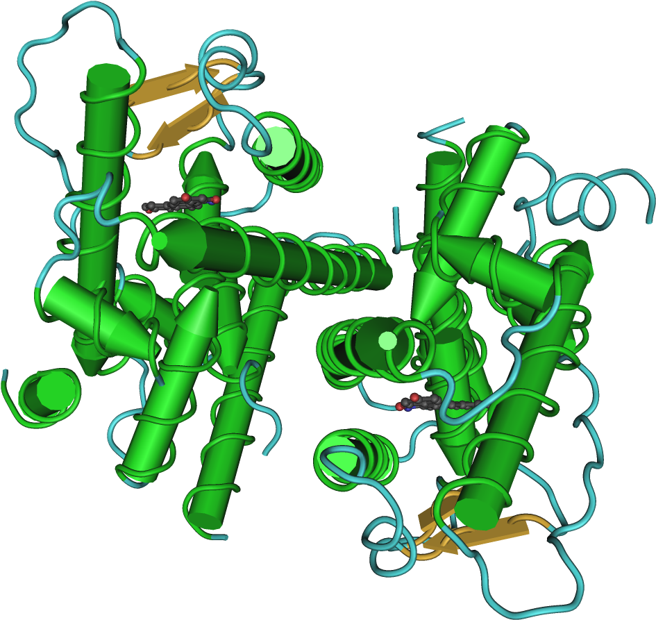 Ovarian Cancer Ribbon Download - Estrogen Receptors Alpha And Beta (1000x934)