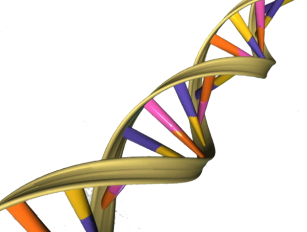 Cancer Causing Virus Htlv 1 Changes Dna Loops To 'affect - Dna Double Helix (600x454)