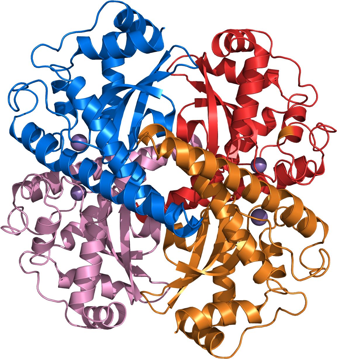 Superoxide Dismutase (1200x1270)