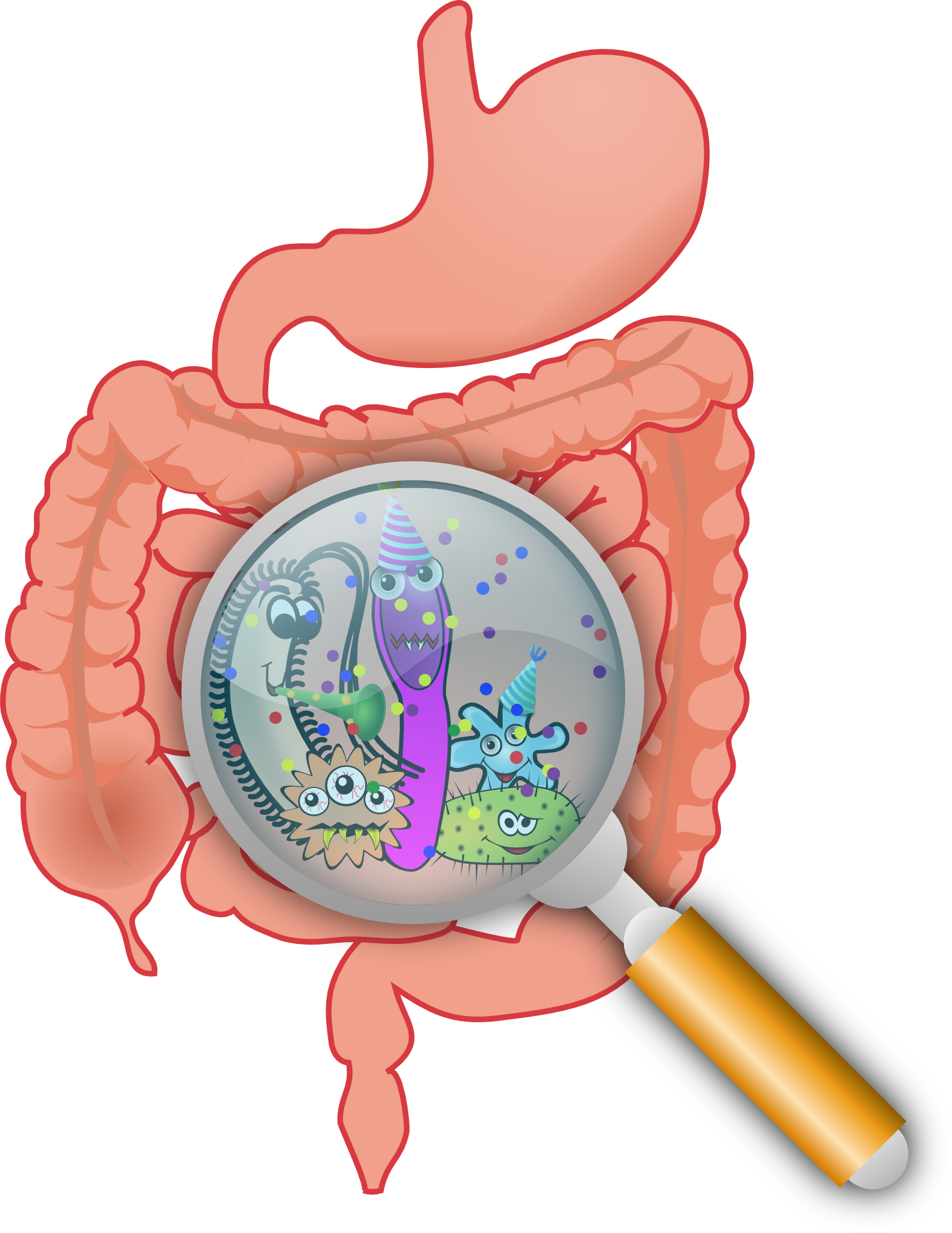 Gut Bacteria And Bowel Cancer Link - Intestinal Bacteria (1854x2400)