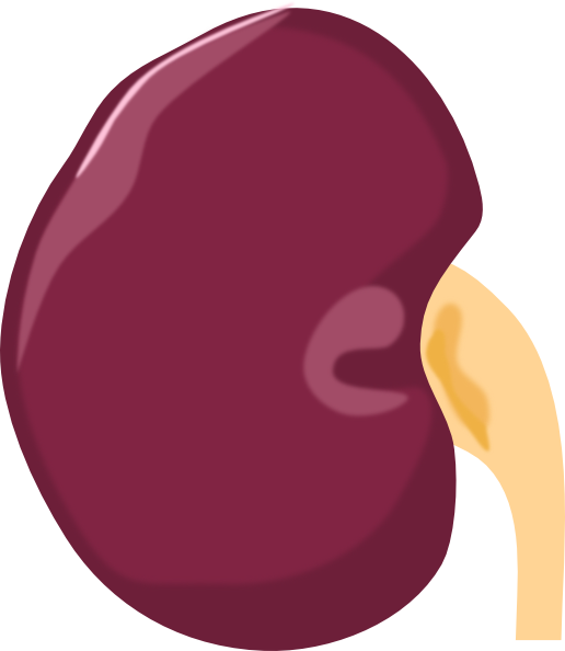 Kidney Clipart - Animated - Kidney Clipart Transparent Background (516x594)