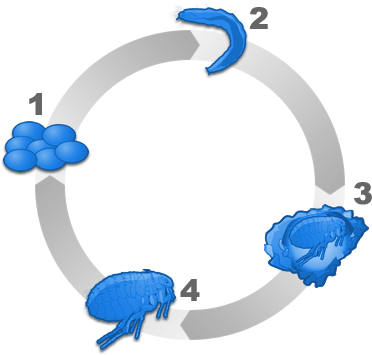 Flea Infestations Begin Long Before You See Biting, - Cat (400x400)