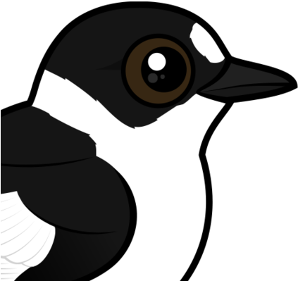 About The Collared Flycatcher - Birdorable Ergatterte Flycatcher Grußkarte (440x440)