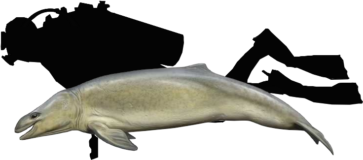 Mammalodon Colliveri Oligocene (25 Ma) 2 M Long And - Mammal (754x346)