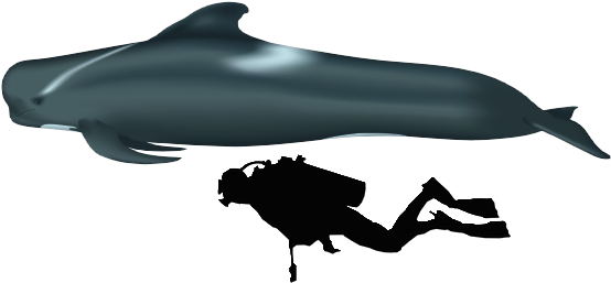 Prehistoric Taxonomy - Mawsonia Gigas (561x264)