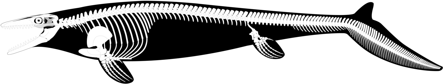 View Deviation - Mosasaurus Skeletal (1600x320)