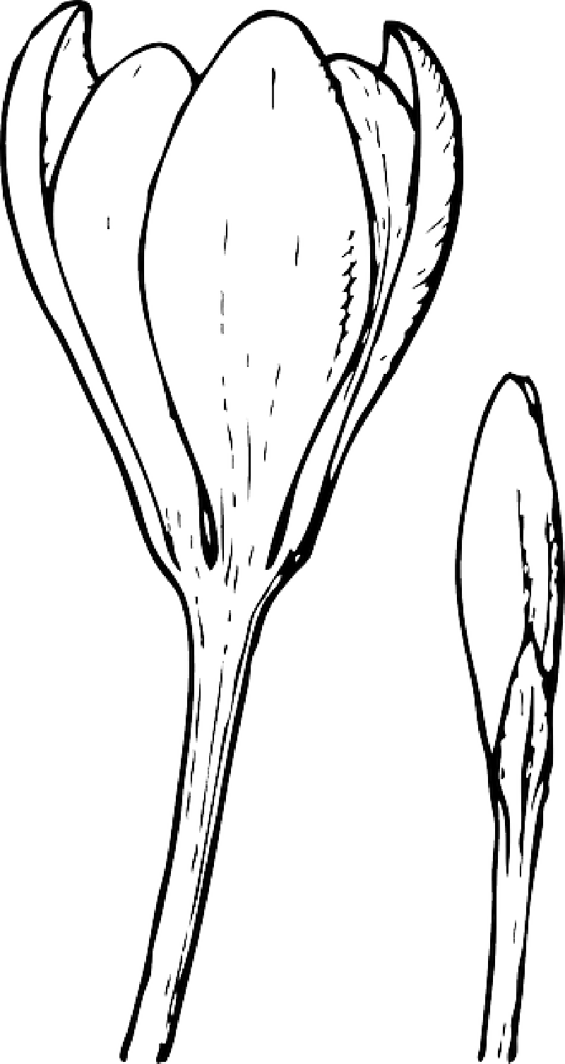 Drawing, Plants, Flower, Cartoon, Line, - Buds Clipart (800x1505)