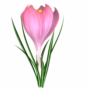 Tubes Fleurs - Fleurs Printemps Png Tube (350x350)