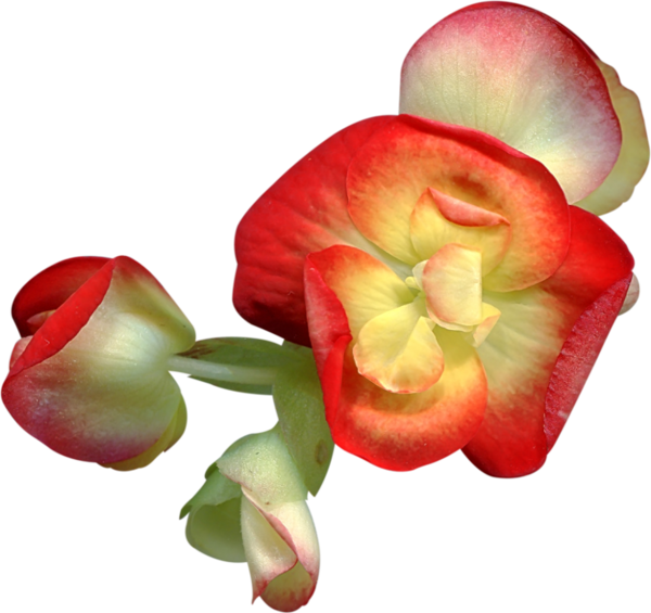 Desert Rose (600x565)