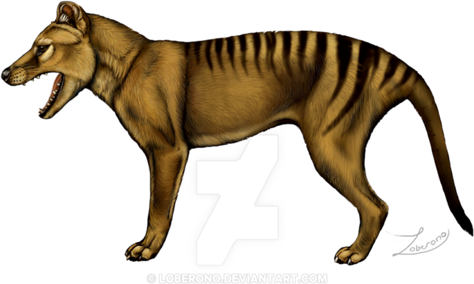 Thylacine By Loberono On Deviantart - Thylacine (774x1032)