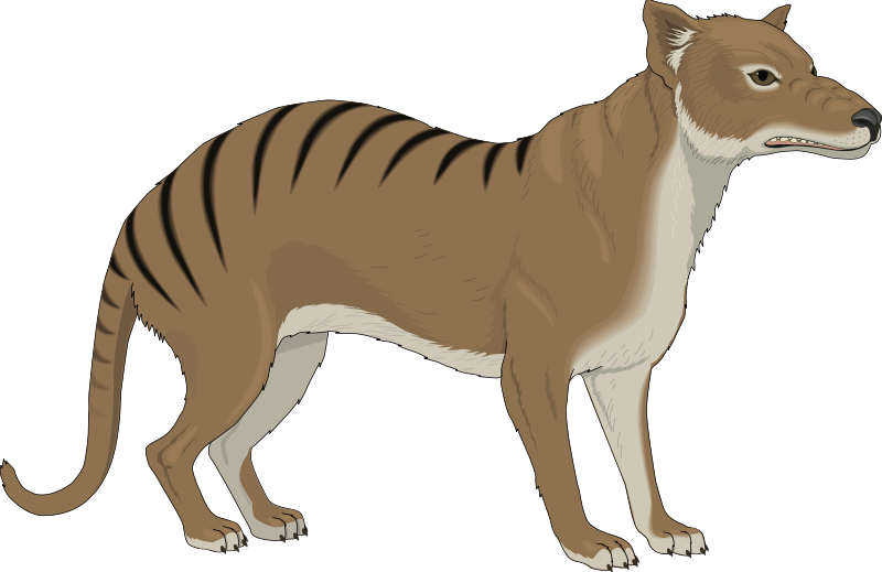 Animal 12 Free Vector - Tasmanian Tiger Clipart (800x519)