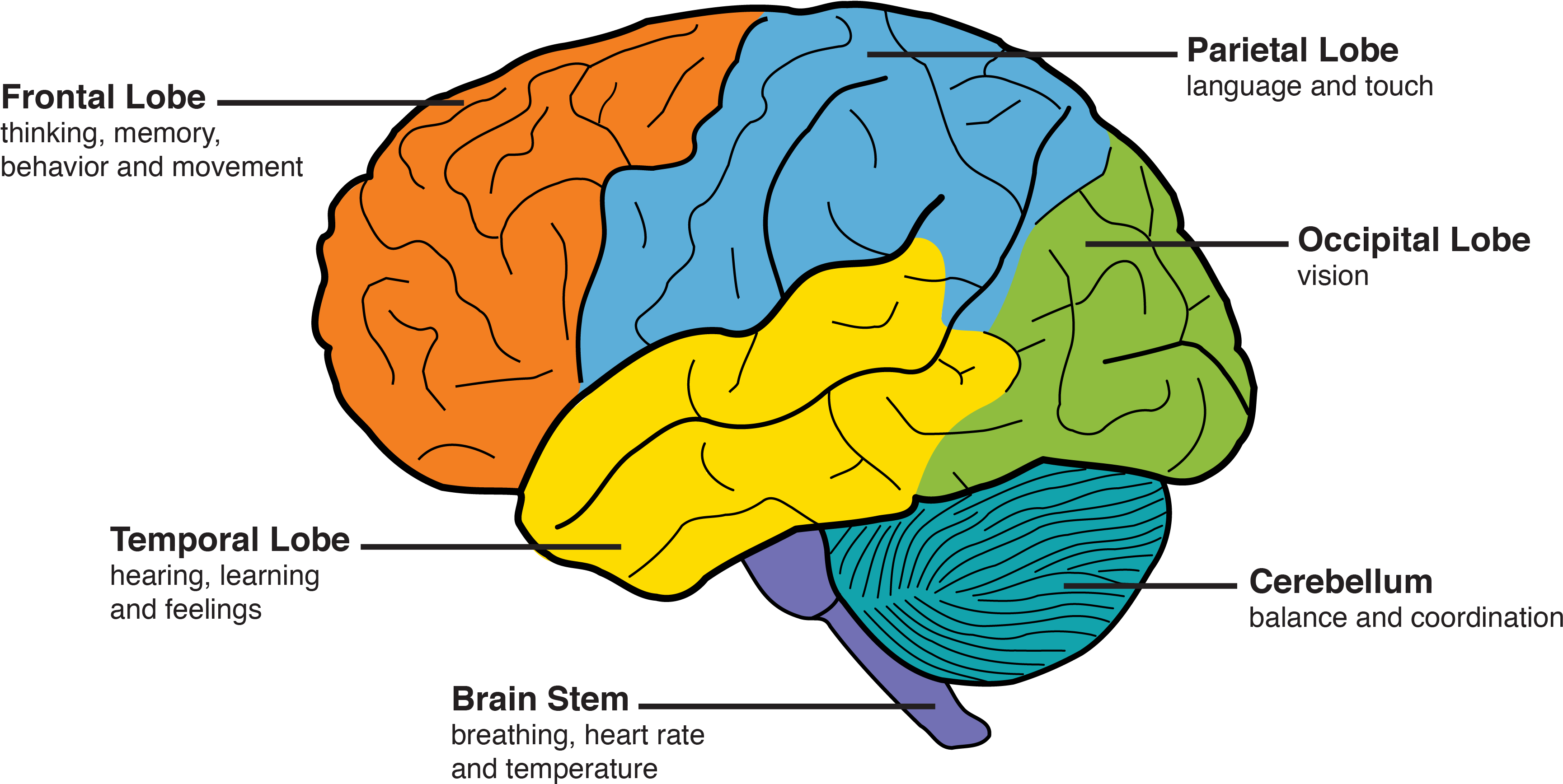 Dementia Amp The Brain Memory And Aging Center - Memory Part Of Brain (3462x1752)