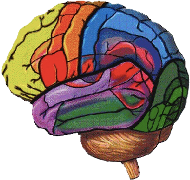 5 Things Every Educator Should Know About Cognitive - Brain (400x374)