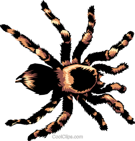 Tarantula Clipart - Tarantula Clipart (459x480)