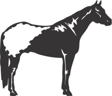 Силуэт Лошади G - Appaloosa Horses For Sale (393x336)