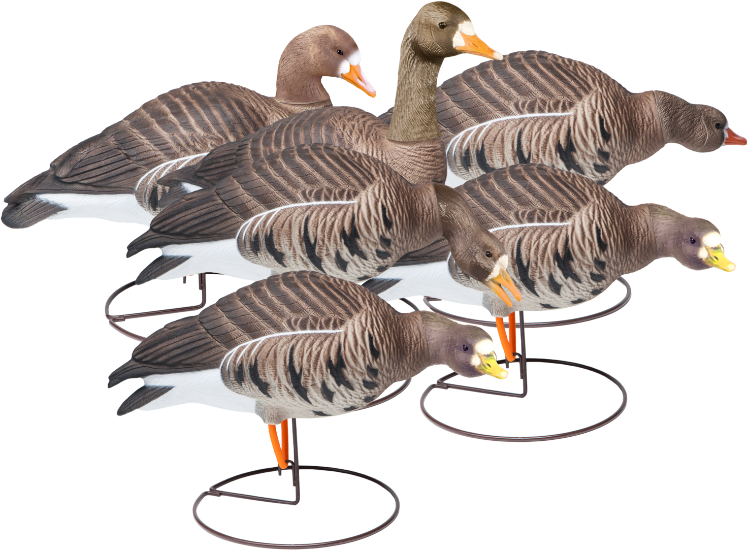 Field Speckle Bellies Six Pack Of Goose Hunting Decoy - Goose (2048x1545)