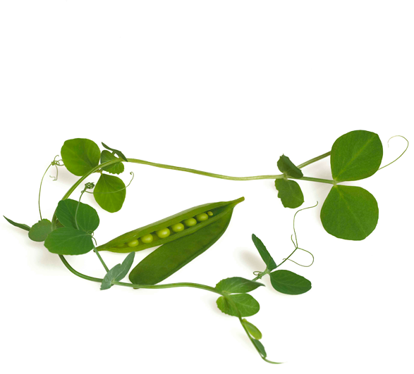 Vegetarian-friendly Protein Powder - Twig (587x531)