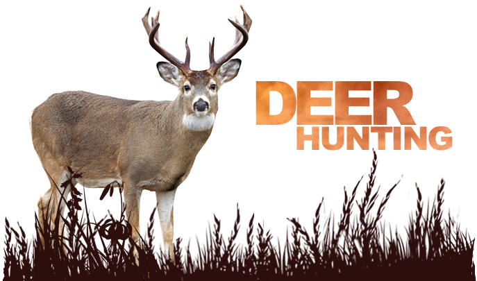 Deer Hunting Outfitter Pic Source - White-tailed Deer (687x405)