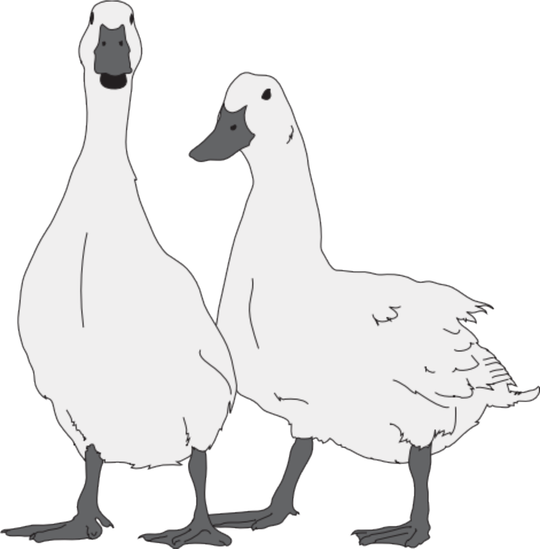 Goose Animal Clip Art Public Domain Free Image Cc Pair - Duck (787x800)