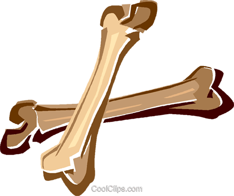 Human Bones Royalty Free Vector Clip Art Illustration - Clip Art (480x402)