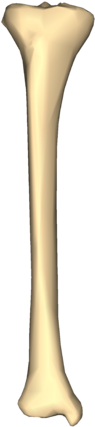 File - Right Tibia - Close Up - Anterior View - Right Tibia (480x480)