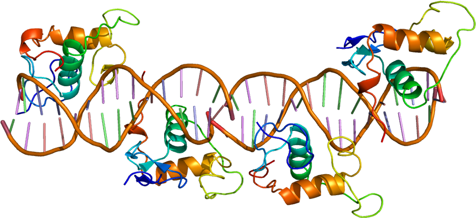 Rxr Retinoid X Receptor Gamma (985x477)