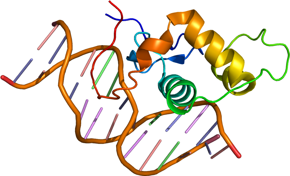Estrogen Related Receptor Alpha (1025x642)