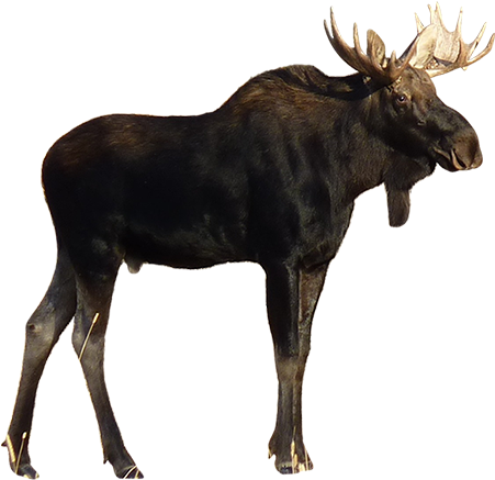 A Calm, Majestic Moose Has Come Down From The Mountains - Bafelo (450x450)