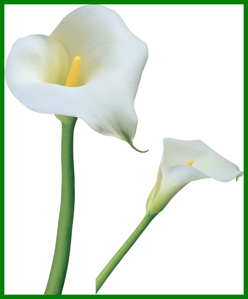 Baby's Breath Flower Babys Breath Flower Transparent - Calla Lily Transparent Png (870x1049)