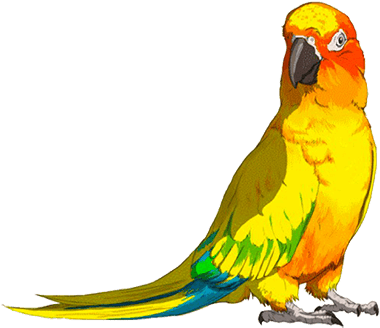 Camping Le Maridor - Dessin De Perroquet En Couleur (500x430)