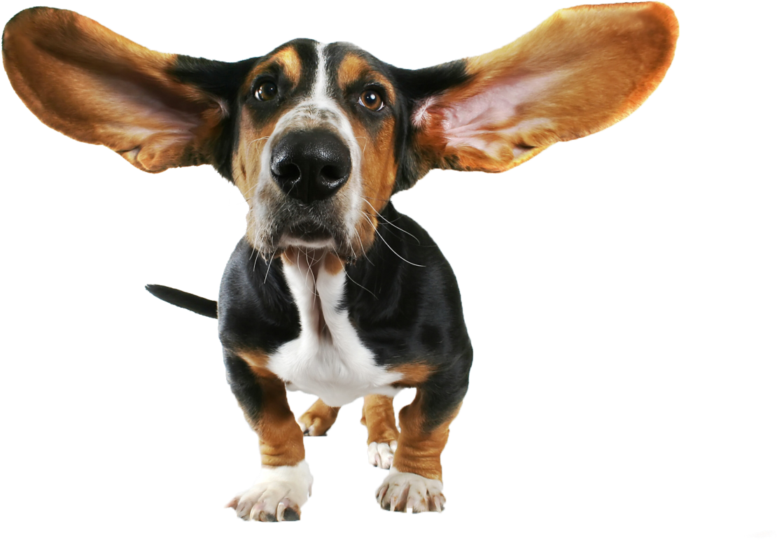 Funny Dog Transparent Png Clipart - Cute Dog With Background Transparent (1280x800)