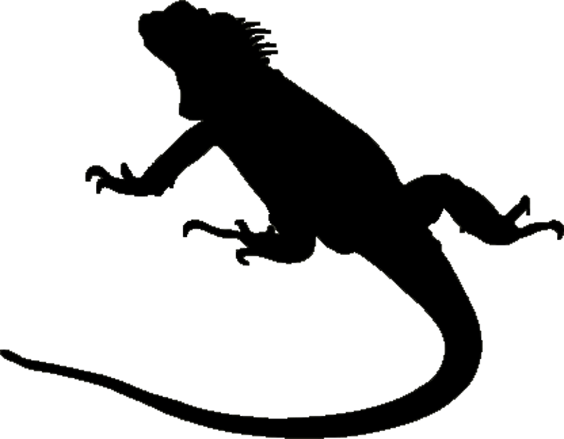 Casa Iguana - Iguana Silhouette (800x623)