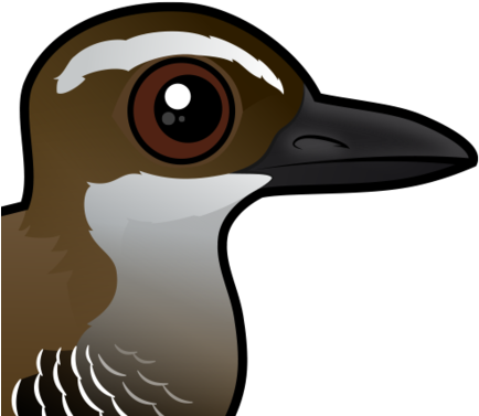 About The Guam Rail - Guam Rail (440x440)