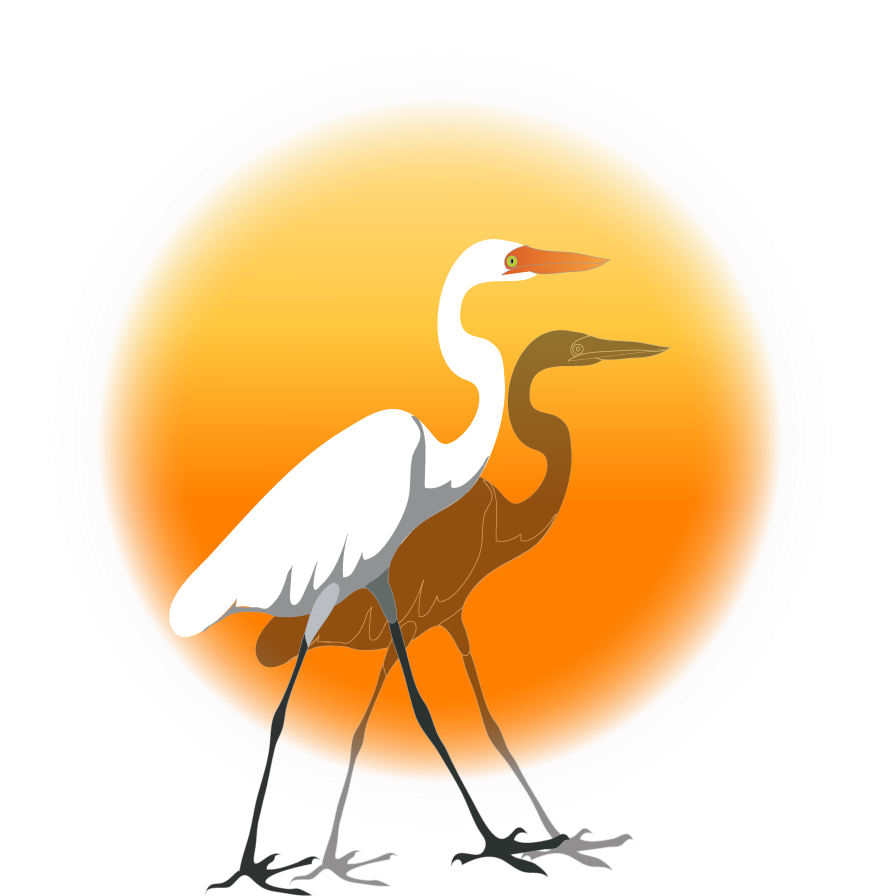 Egrets - Great Egret (905x909)