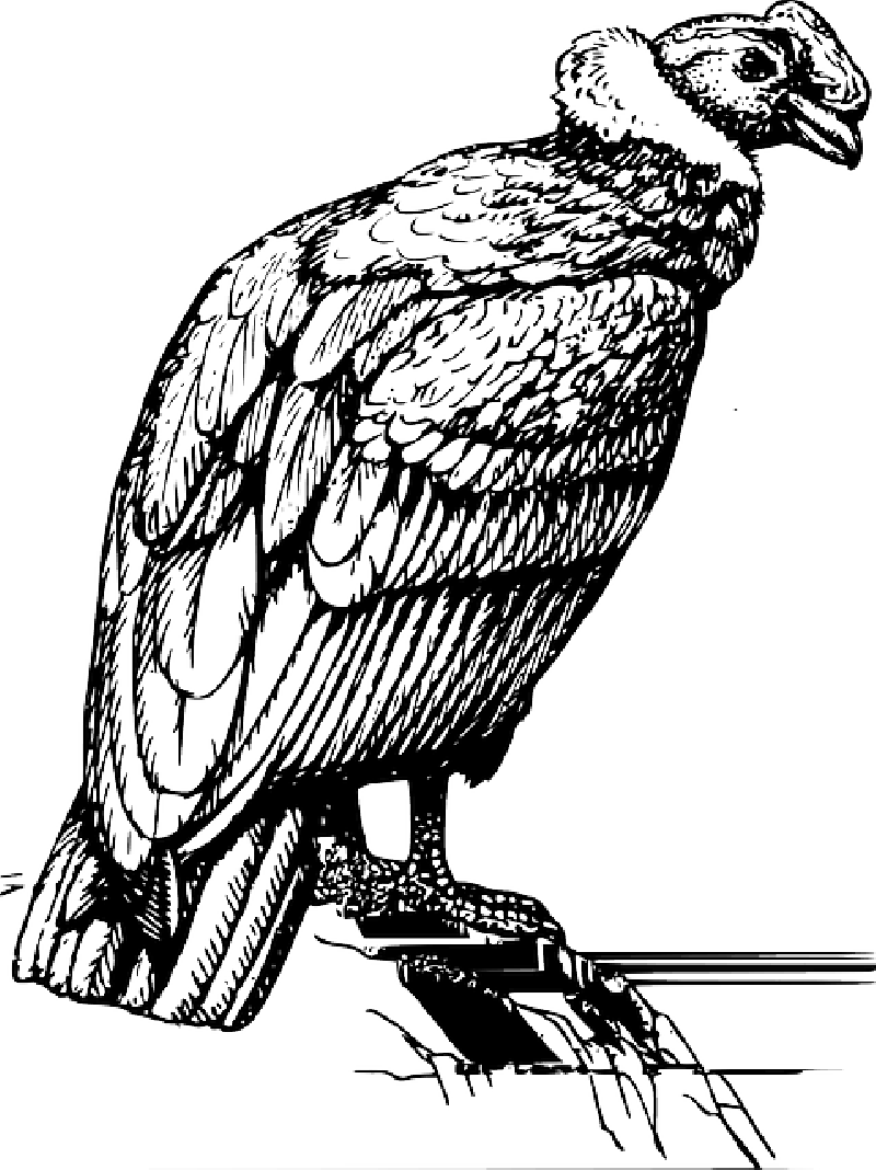 Art, Vibrant - Condor .png (800x1068)