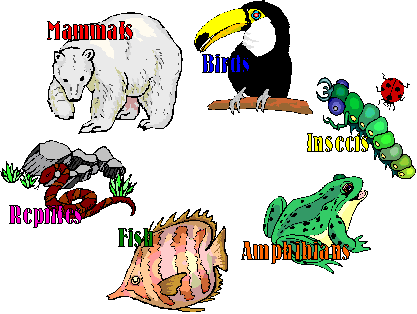 Clipart Of African Mammals Animals Cartoon Illustration - Animal Groups (417x314)