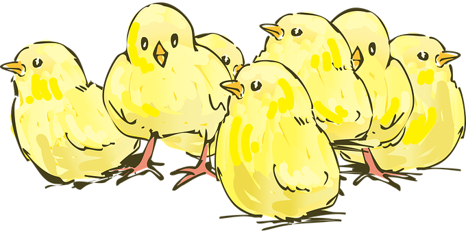 ลูกไก่, สัตว์, ฟาร์ม - Animasi Anak Ayam Bergerak (680x340)