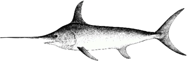 Report - Swordfish Tattoo Simple (600x201)