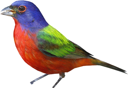 Bunting Png - Painted Bunting (640x437)
