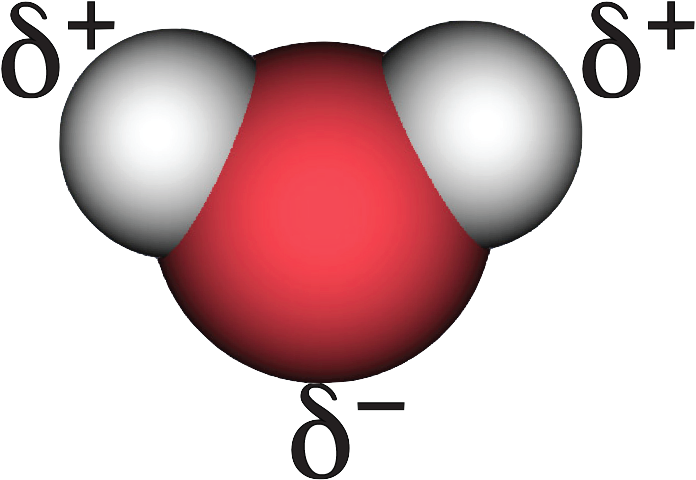 Water Polarity - H2o Estructura (720x516)