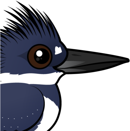 About The Belted Kingfisher - Belted Kingfisher (440x440)