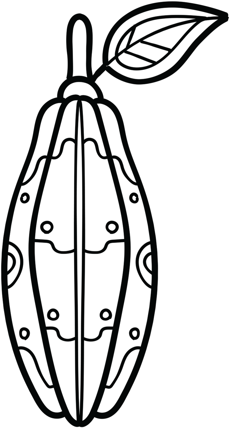 Cocoa Native To The Deep Tropical Regions Of Mexico - Line Art (1800x1800)