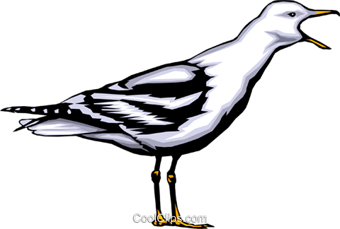 Möwe Clipart - Bild (480x324)