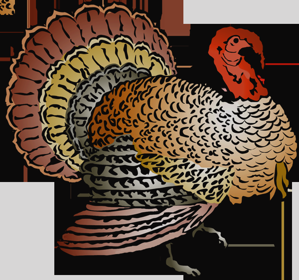 Wild Turkey Clipart Wild Turkey Clip Art Free - Domesticated Turkey (600x563)