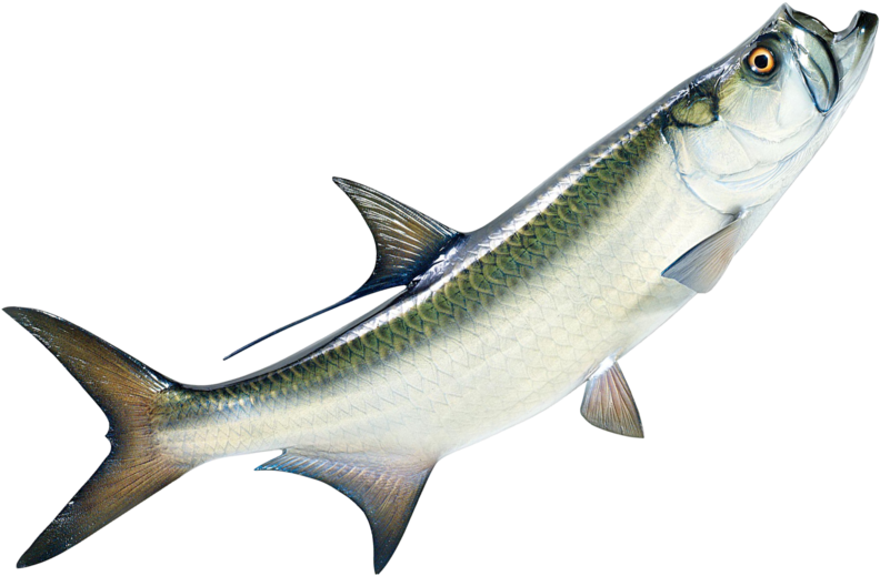 1 - Pacific Sturgeon (800x529)